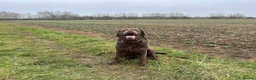 Labrador Retriever dogs for sale: KCs registered 7 year old chocolate Labrador  - Advert 1