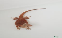 Bearded Dragon reptiles for sale: female bearded dragon with full set up - Image 11