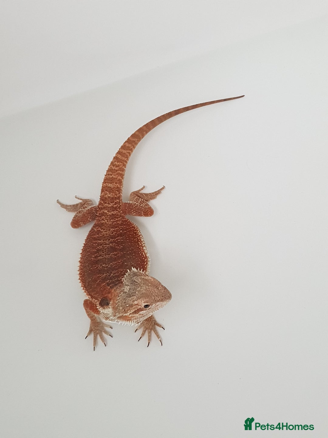 Bearded Dragon reptiles for sale: female bearded dragon with full set up - Image 11