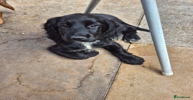 Sprocker dogs - Advert 8