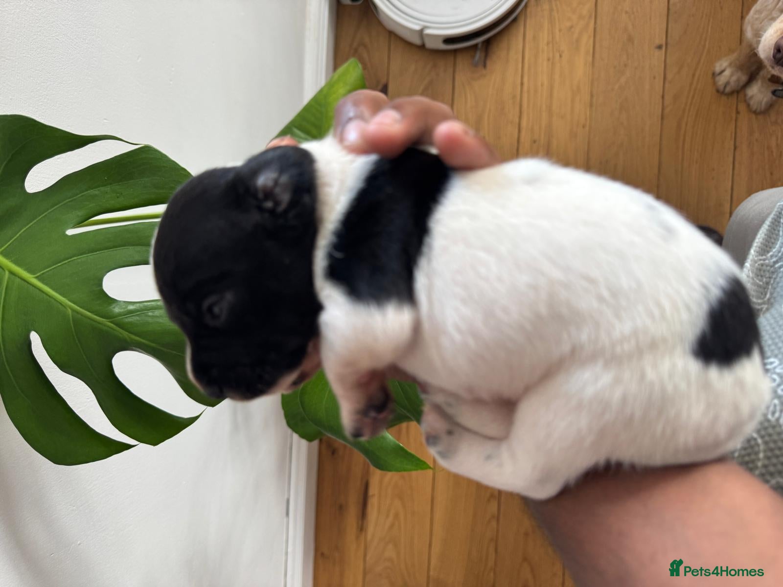 Mixed Breed dogs 2 loving male puppies available  - Advert 1