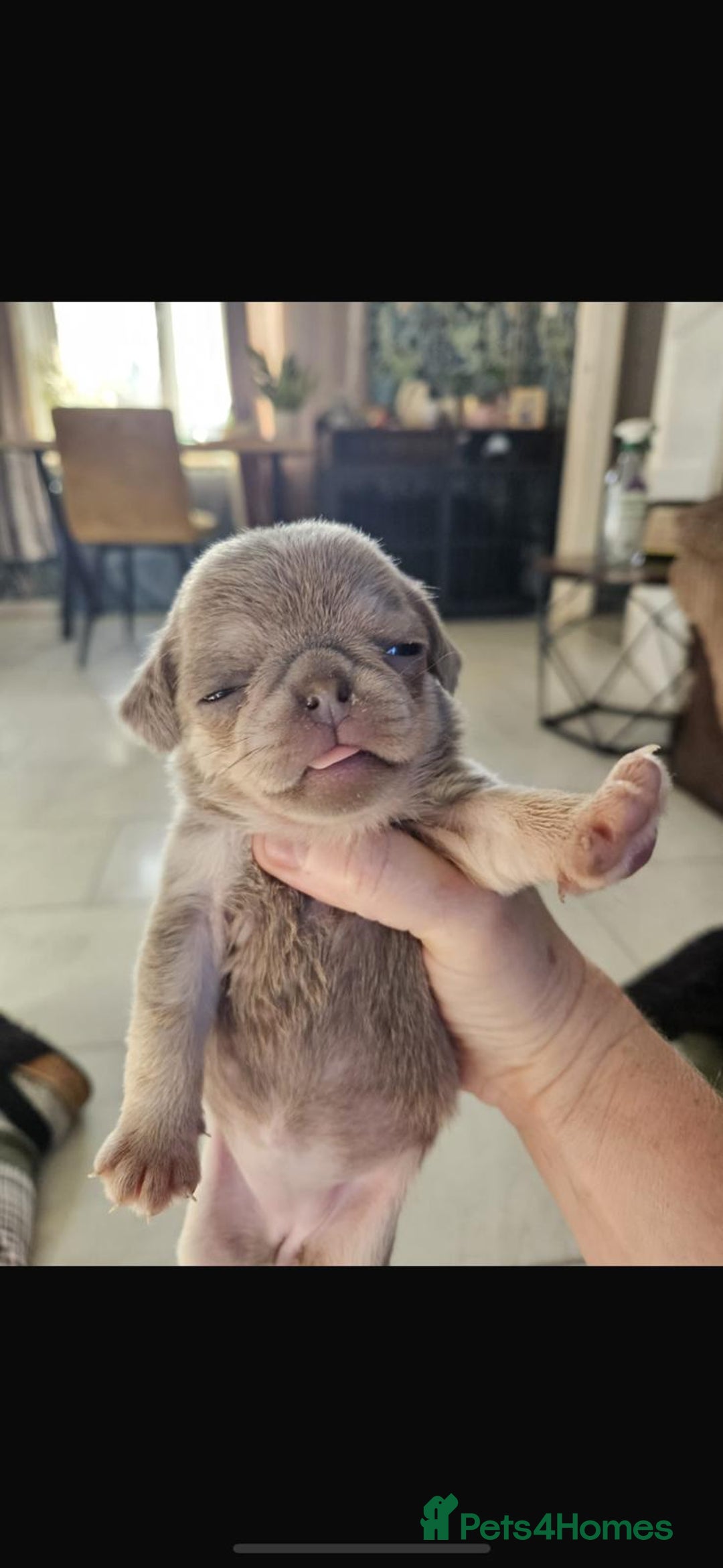 Pug dogs for sale: Lilac and tan - Advert 7