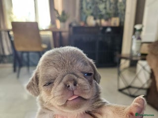 Pug dogs Lilac and tan - Advert 8