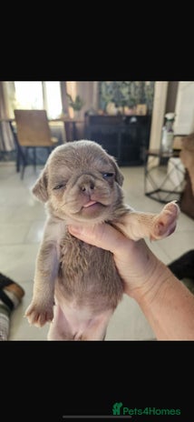 Pug dogs Lilac and tan - Advert 11