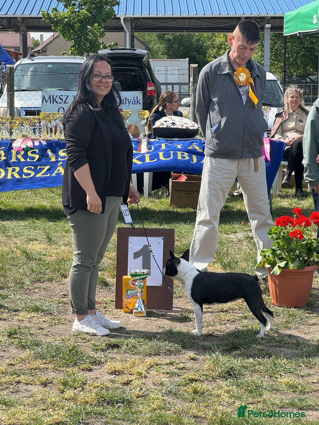 Boston Terrier dogs for sale: Boston terrier puppies - Advert 4