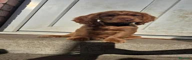 Cocker Spaniel 3