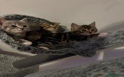 Mixed Breed cats for sale: All ready for there forever homes  - Image 1