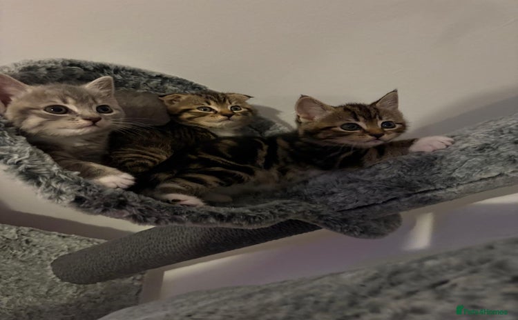 Mixed Breed cats - Advert 1