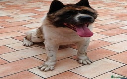 Akita dogs for sale: Big American Akita - Image 1