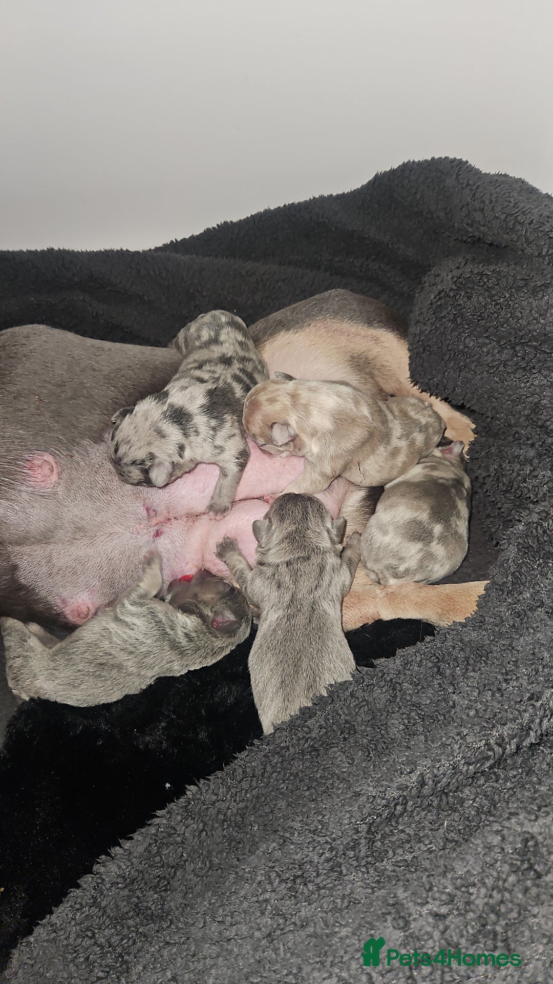 French Bulldog dogs for sale: Beautiful French bulldog puppies  - Advert 15