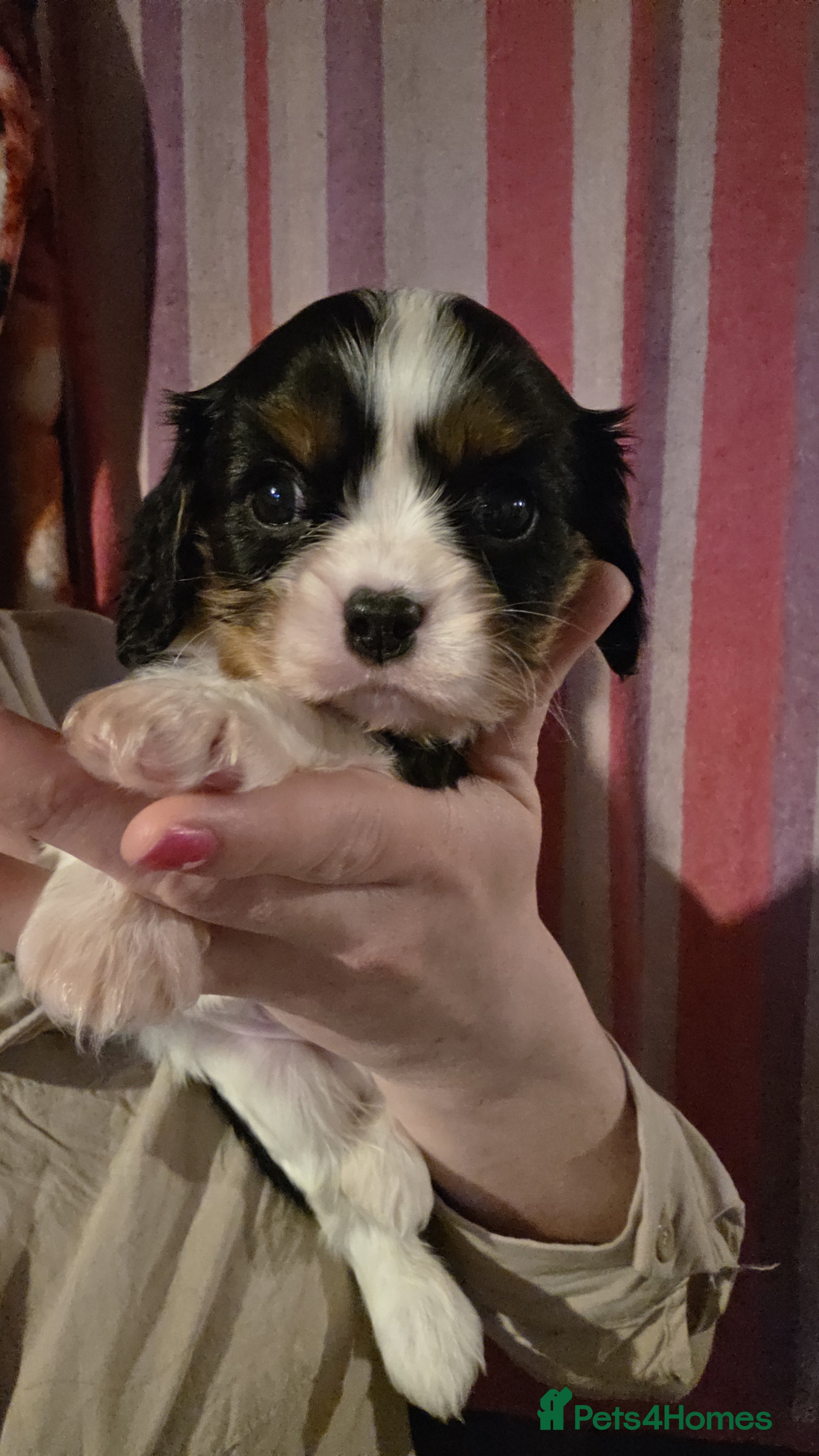 Cavalier King Charles Spaniel dogs Beautiful King Charles Cavalier Puppies - Advert 5