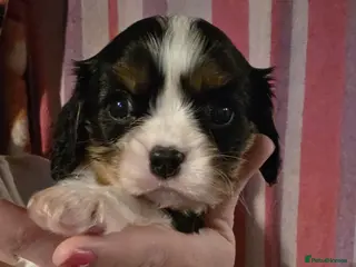 Cavalier King Charles Spaniel dogs Beautiful King Charles Cavalier Puppies - Advert 5