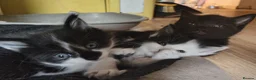 Mixed Breed cats for sale: 3 Fluffy kittens are ready for new homes in Bristol - Advert 10