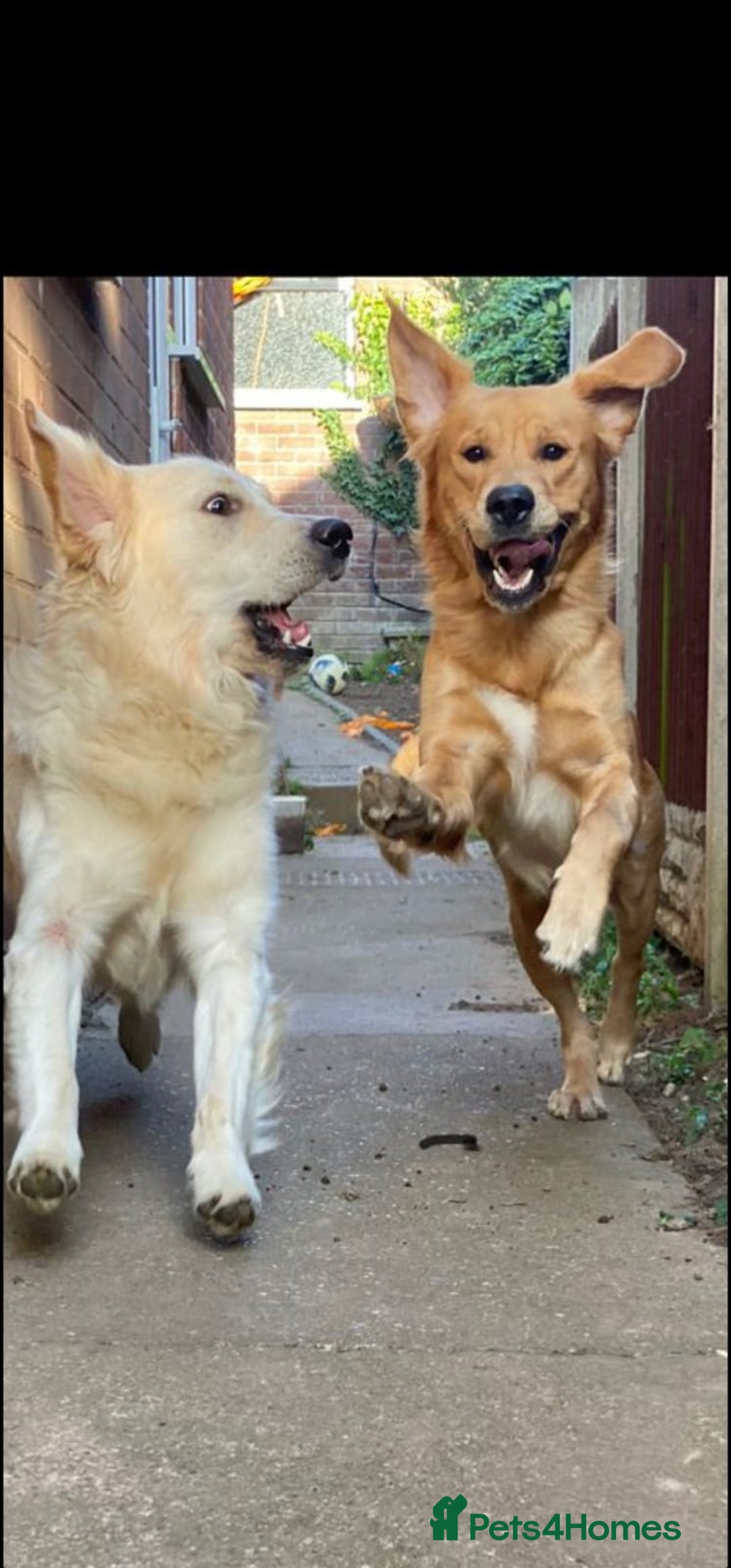 Golden Retriever dogs for stud: Very Experienced Golden retriever stud in Telford - Advert 15