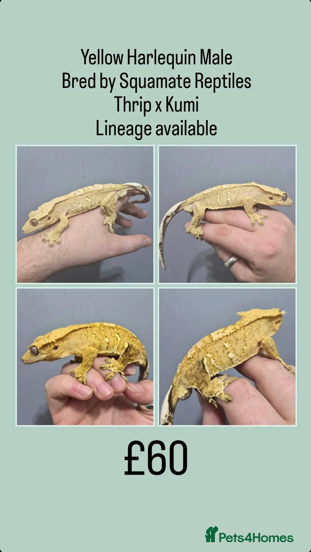 Gecko reptiles Various Crested Geckos - Advert 16