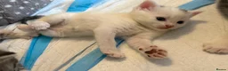 Mixed Breed cats for sale: Gorgeous Kittens Looking for Loving Homes - Advert 19
