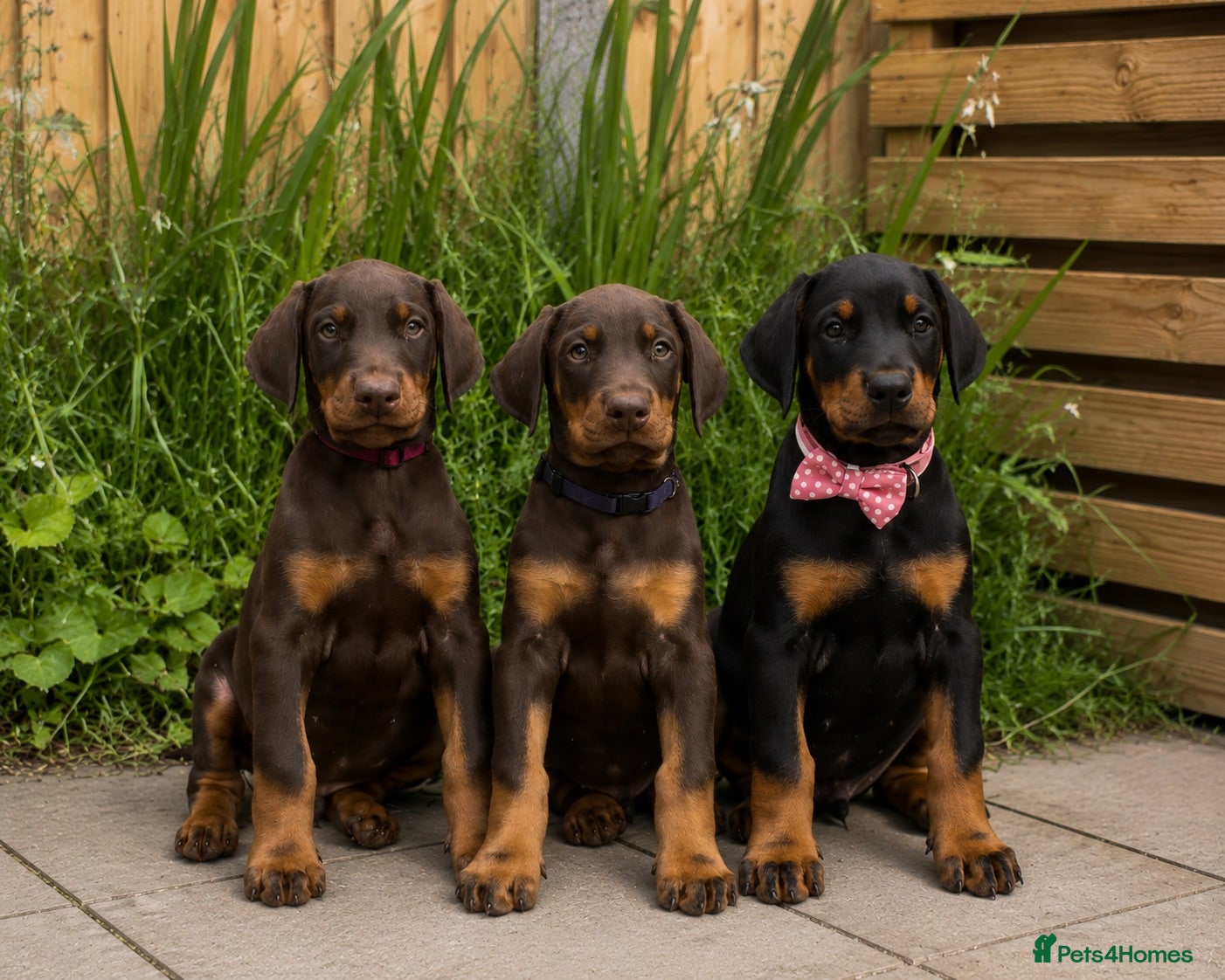Dobermann dogs LICENSED EXPERIENCED BREEDER-ready now  - Advert 1