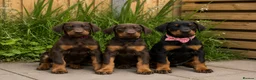 Dobermann dogs for sale: LICENSED EXPERIENCED BREEDER-ready now  - Advert 1