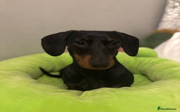 Miniature Dachshund dogs for sale: Beautiful Mini Dachshund girl  - Image 5
