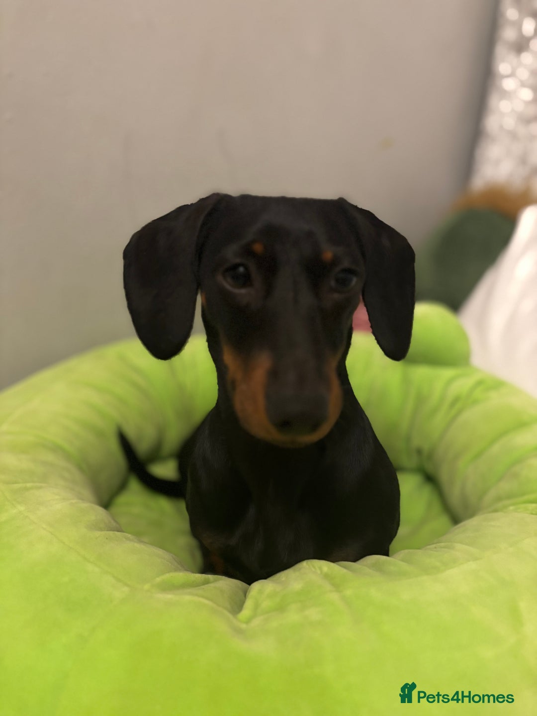 Miniature Dachshund dogs for sale: Beautiful Mini Dachshund girl  - Image 5