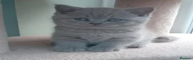 British Shorthair 4