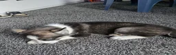 Huskita dogs for sale: huskita/siberian husky puppies - Advert 14