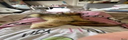 Ferret rodents for sale: Two brother ferrets for sale - Advert 10