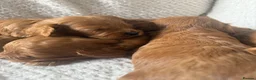 Cavapoo dogs for sale: Stunning red cavapoo puppies  - Advert 7