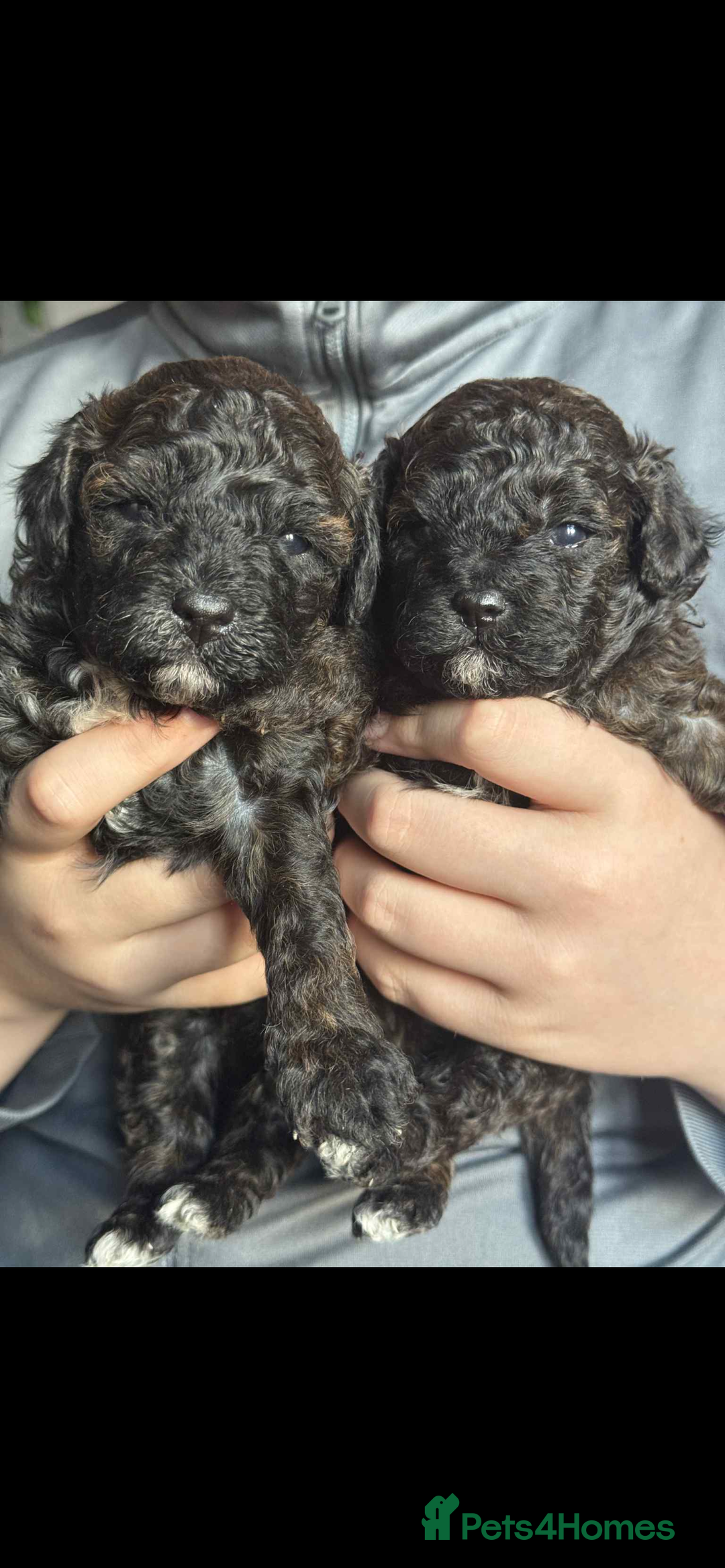 Shihpoo dogs for sale: F1b shihpoo - Advert 1