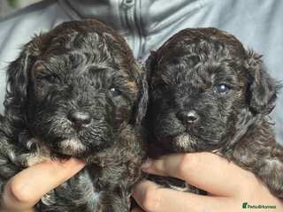 Shihpoo dogs F1b shihpoo - Advert 4