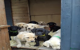 Labrador Retriever dogs for sale: KC Registered Labrador pups  - Image 1