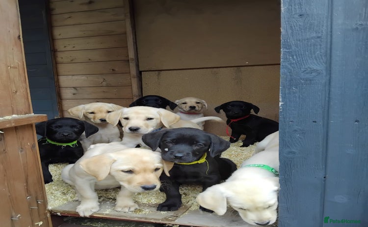 Labrador Retriever dogs for sale - Advert 1