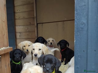 Labrador Retriever dogs - Advert 8