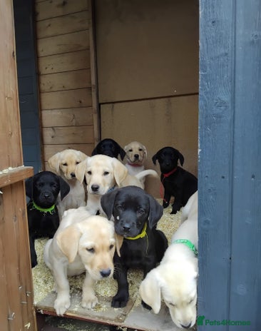 Labrador Retriever dogs - Advert 12