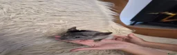 Chinchilla rodents for sale: 2 female chinchillas - Advert 20