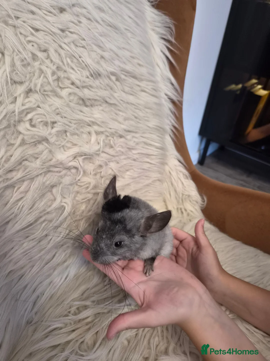 Chinchilla rodents for sale: 2 female chinchillas - Advert 20