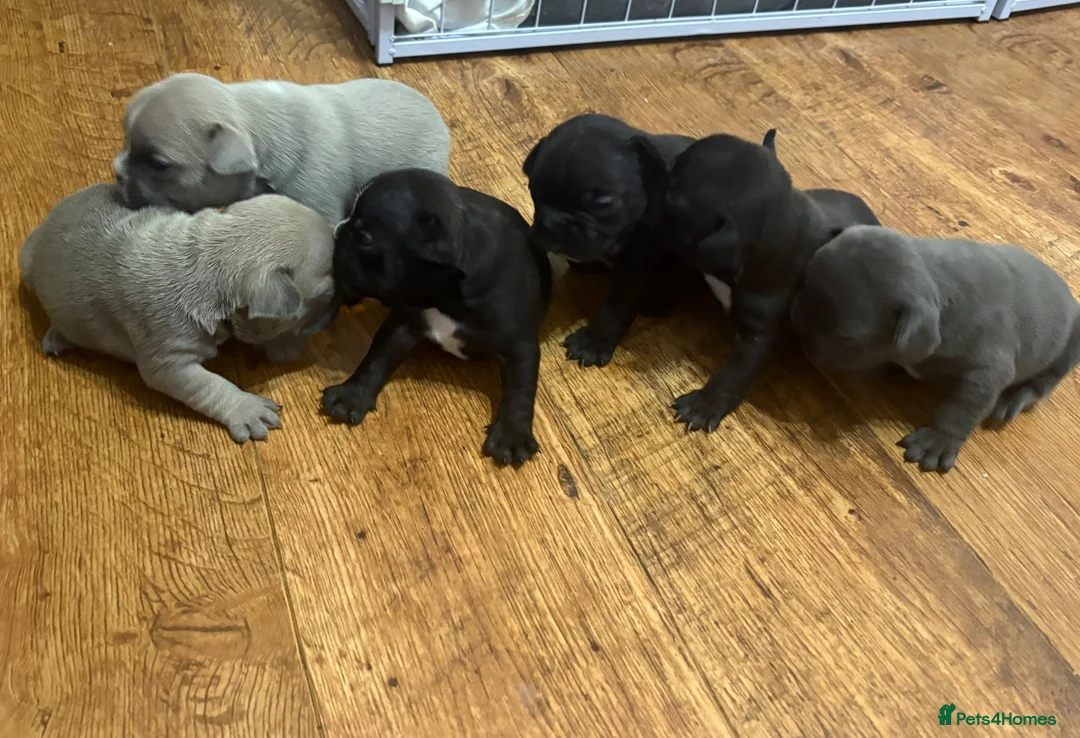 French Bulldog dogs for sale: French Bulldog Puppies in Shrewsbury - Advert 1