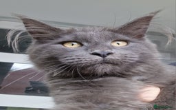 Maine Coon cats for sale: Maine coon kittens  - Image 2