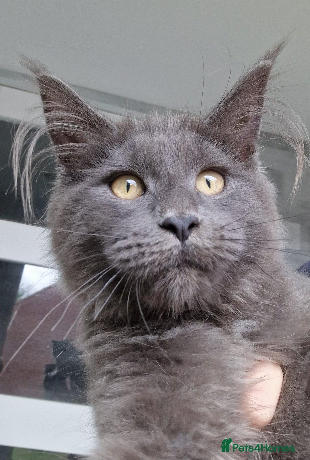 Maine Coon cats for sale: Maine coon kittens  - Image 2