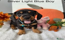 Miniature Dachshund dogs for sale: stunning litter of dachshunds - Image 14