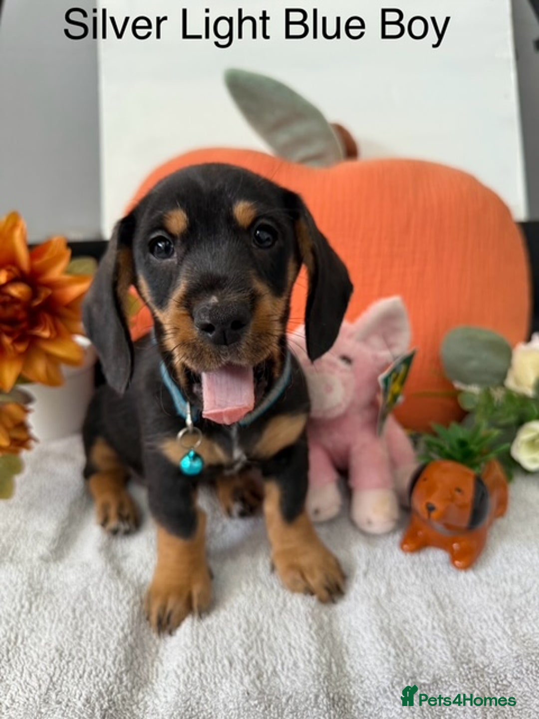 Miniature Dachshund dogs for sale: stunning litter of dachshunds - Image 14