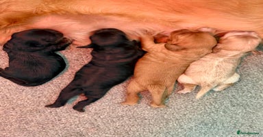 Cavapoo dogs - Advert 1