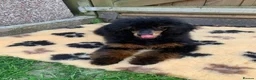 Miniature Poodle dogs for stud: KC Reg and Health Tested STUD DOG in Bacup - Advert 3