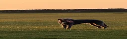 Lurcher dogs for sale: Lurcher in Halifax - Advert 2