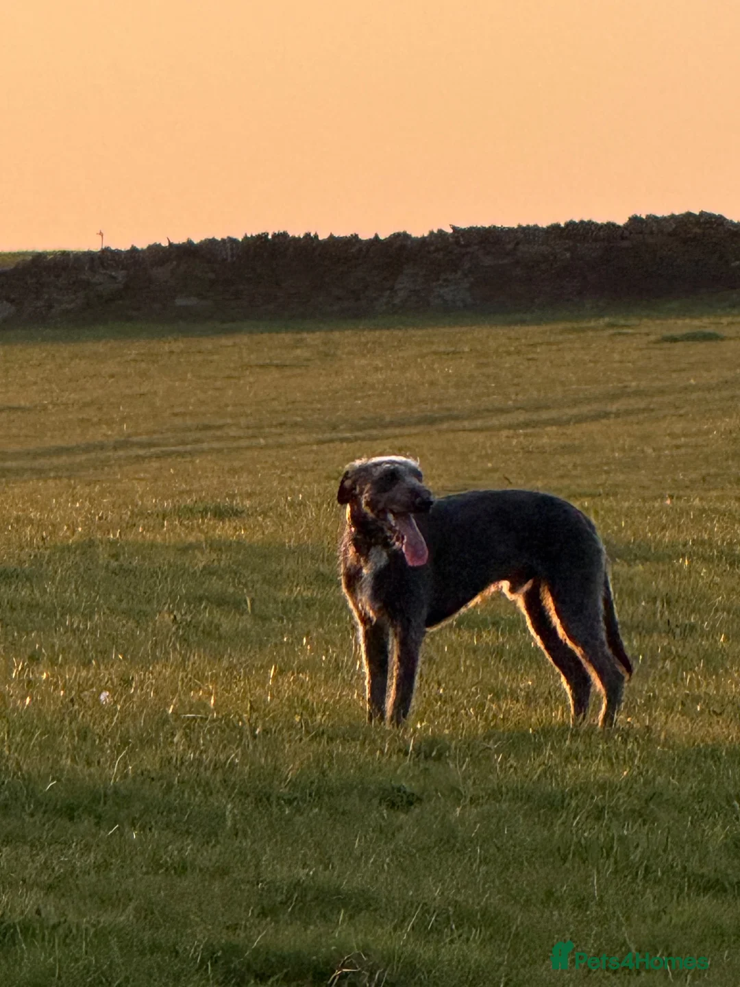 Lurcher dogs for sale: Lurcher in Halifax - Advert 2