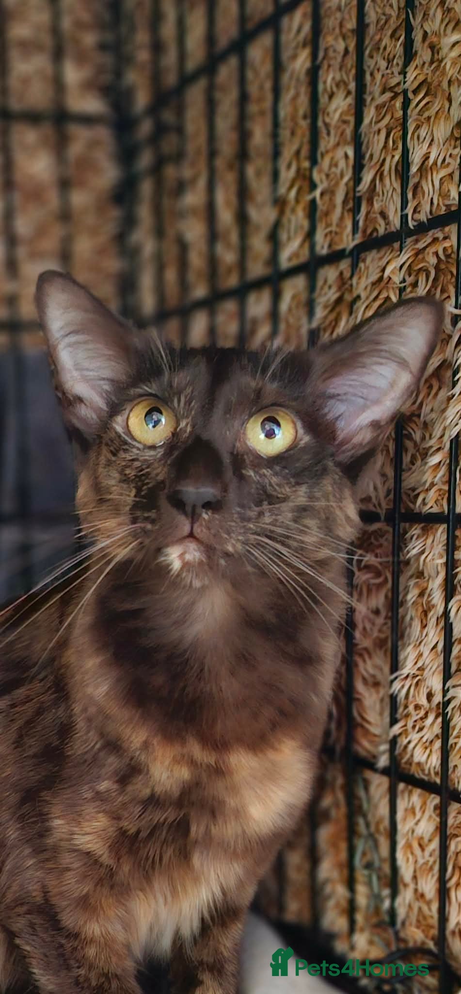 Oriental cats Beautiful Chocolate Tortie Oriental Longhair - Advert 1