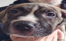 Mixed Breed dogs for sale: Looking for there forever home  - Image 7
