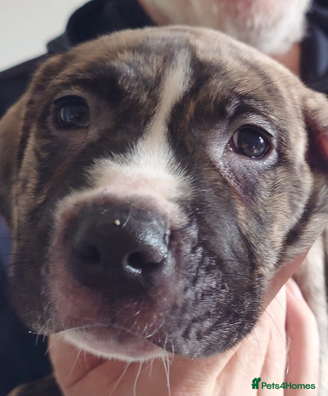 Mixed Breed dogs for sale: Looking for there forever home  - Image 7