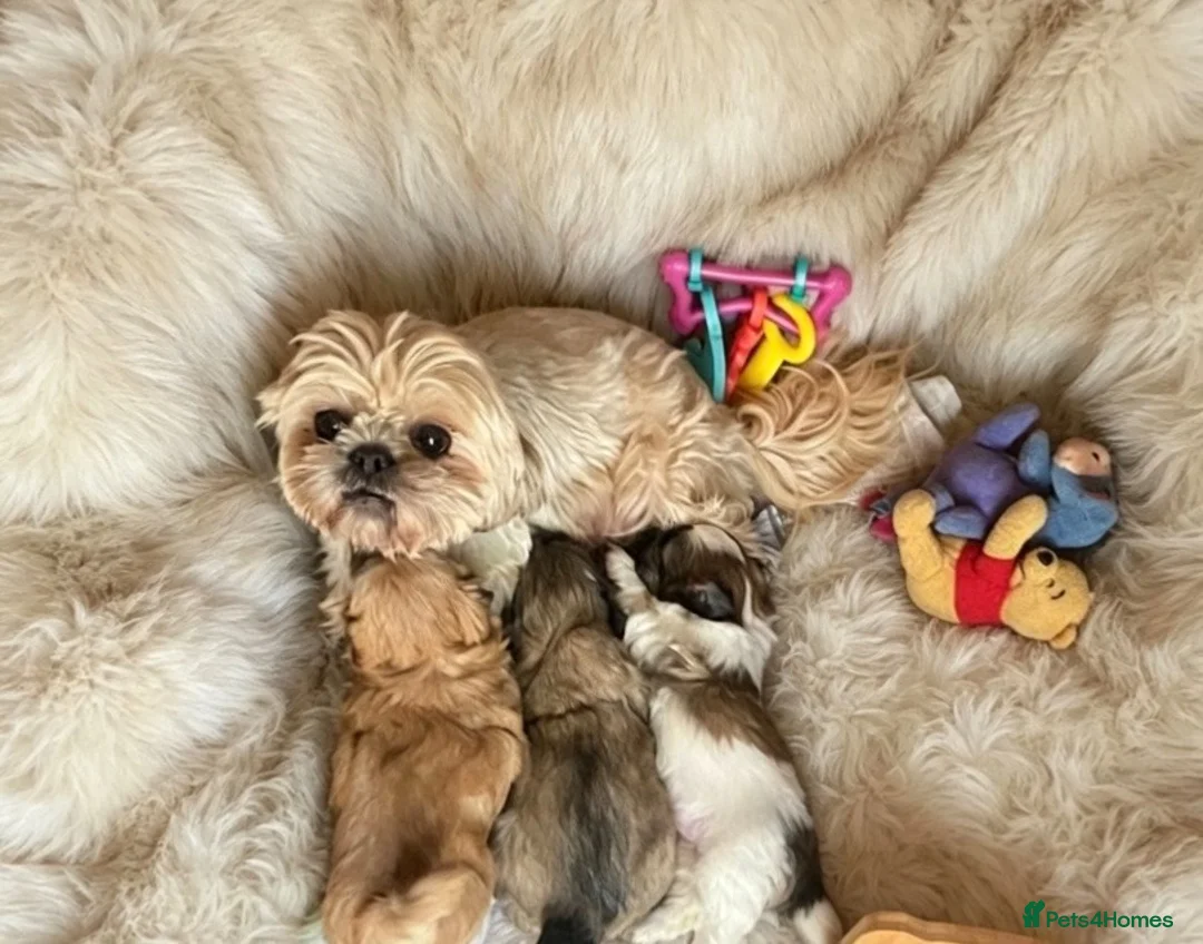 Maltipoo dogs for sale: MALSHI-POOS ~ FAMILY PETS OR COMPANION DOGS - Advert 1