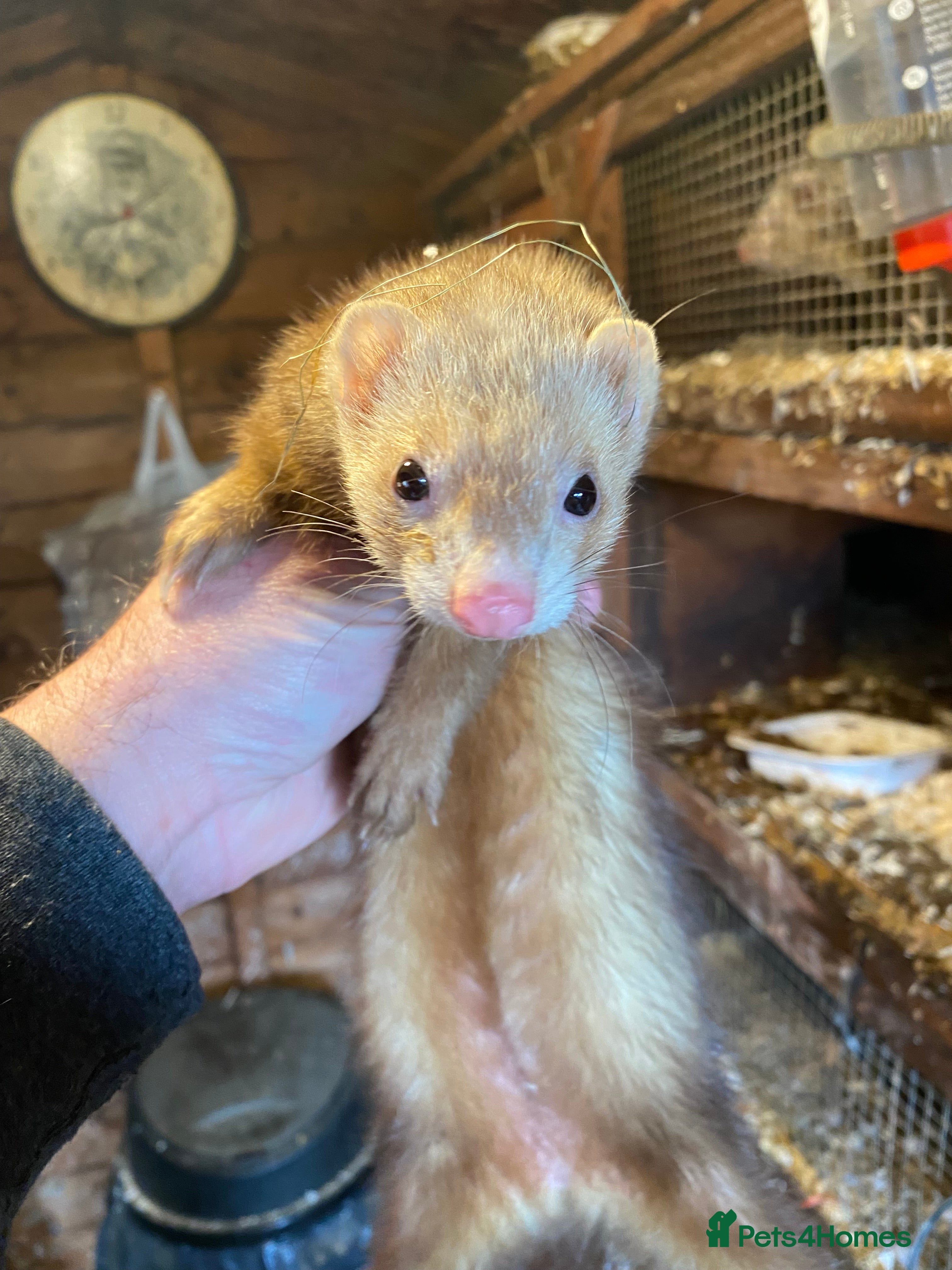 Ferret rodents Ferret for sale  - Advert 1